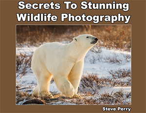 Secrets to Stunning Wildlife Photography