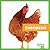 Chickens (Animals on the Farm)