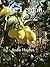 The Lemon Grove by Andie Hughes