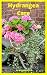 Hydrangea Care: How To Care...