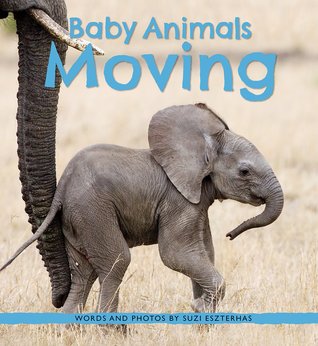 Baby Animals Moving (Hardcover)