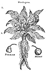 The Mandrakes