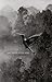 Sad Birds Still Sing: A Poetry Collection