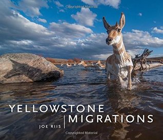 Yellowstone Migrations (Hardcover)