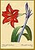 Amaryllis