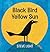 Black Bird Yellow Sun