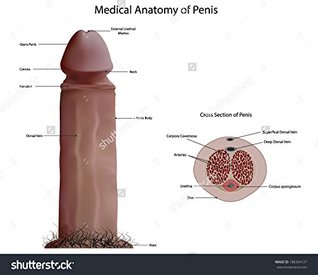 How To Increase Your Penis Size Naturally Without Surgery: What Women Love in a Bigger Penis?