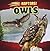 Owls (Raptors!)