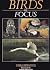 Birds in Focus