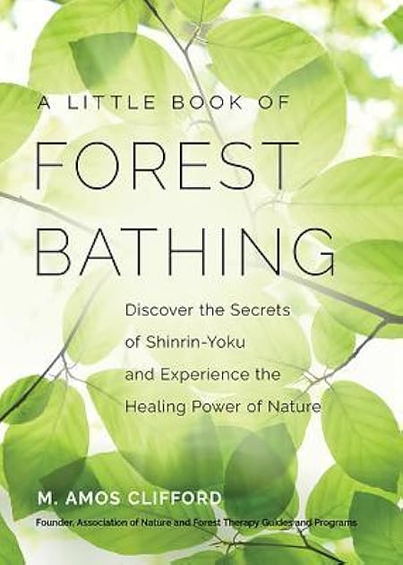 Your Guide to Forest Bathing: Experience the Healing Power of Nature