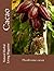 Cacao