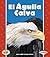 El Águila Calva / The Bald Eagle