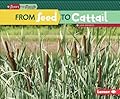 From Seed to Cattail
