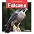 Falcons