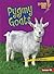 Pygmy Goats (Lightning Bolt...