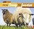 From Sheep to Sweater