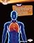 Your Respiratory System (Searchlight Books ™ - How Does Your Body Work?)