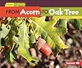 From Acorn to Oak Tree