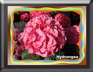 Hydrangea photography 2017