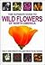 The Ultimate Guide to Wildflowers of North America