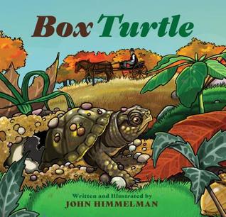 Box Turtle (Hardcover)