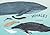 Whales: An Illustrated Celebration