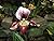 Paphiopedilum: Orchid