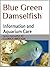 Blue-green Chromis Damselfish