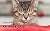 Kittens & The Cats: Picture...