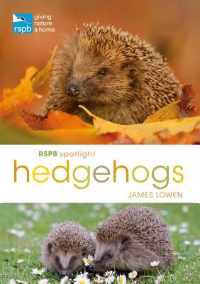 RSPB Spotlight Hedgehogs (Paperback)