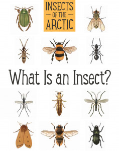 What Is An Insect By Carolyn Mallory