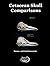 Cetacean Skull Comparisons:...