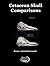 Cetacean Skull Comparisons by Jack Kassewitz