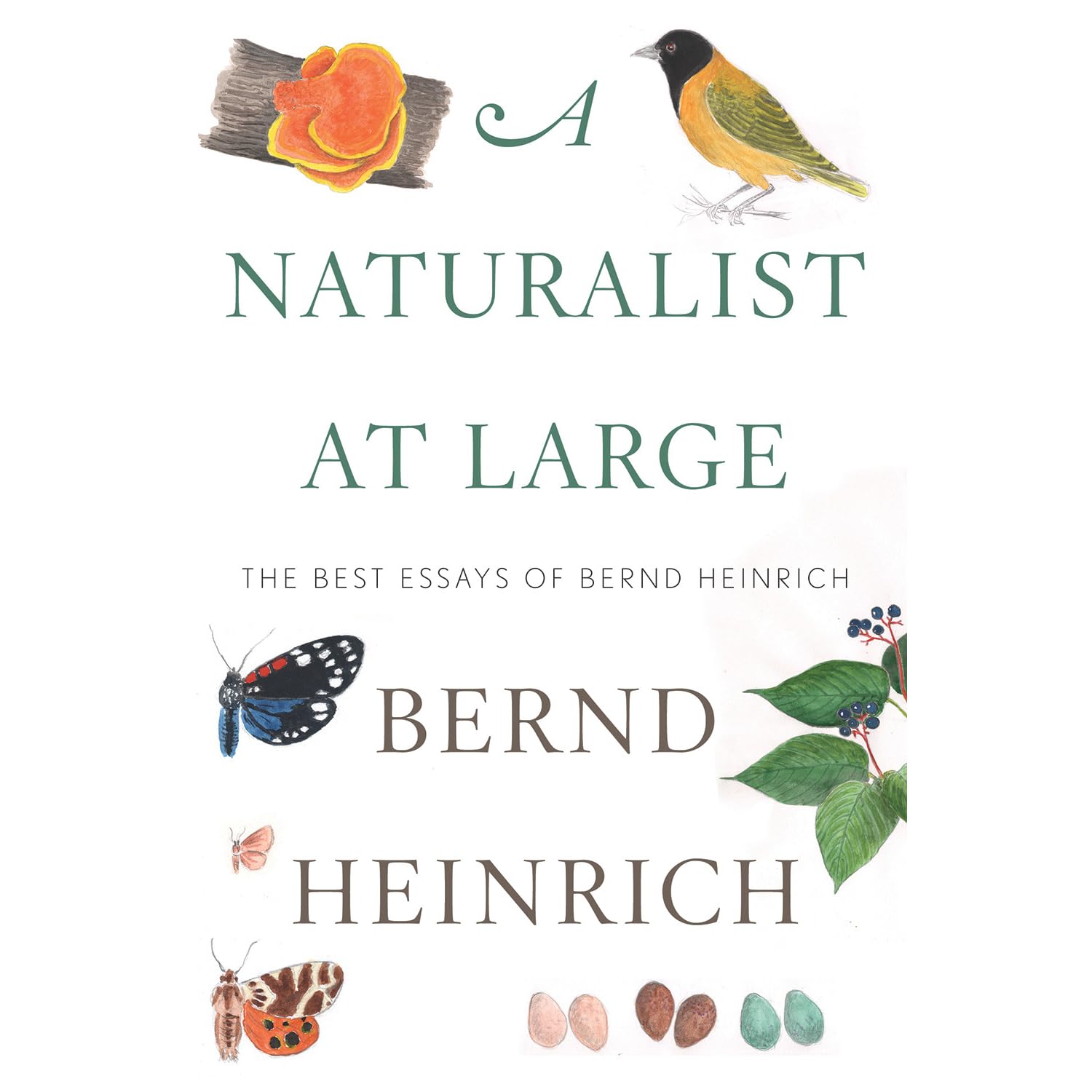 A Naturalist At Large The Best Essays Of Bernd Heinrich By Bernd Heinrich