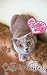 Cute Cats&Kittens by TK cyd