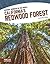 Californias Redwood Forest by Christy Mihaly