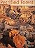Petrified Forest: A Story in Stone