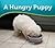 A Hungry Puppy