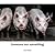 Someone not Something: Portraits from Catskill Animal Sanctuary