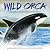 Wild Orca: The Oldest, Wisest Whale in the World