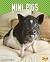Mini Pigs (Cute and Unusual Pets)