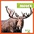 Moose (My First Animal Library)
