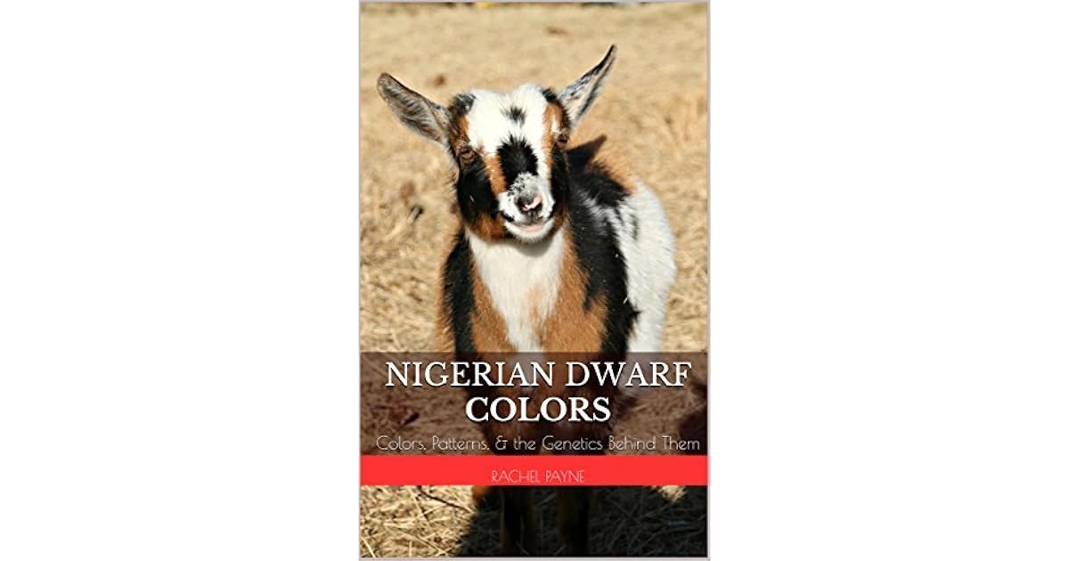 Nigerian Dwarf Colors: Colors, Patterns, & the Genetics Behind Them by ...