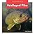 Walleyed Pike