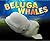 Beluga Whales