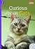 Curious about Cats (Rainbow...