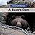 A Bear's Den by Arthur M. Best