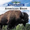 American Bison