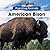 American Bison (Bookworms: ...