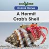 A Hermit Crab's Shell (Animal Homes) A Hermit Crab's Shell (Animal Homes)